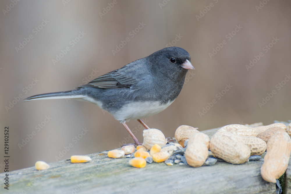 Fototapeta premium Slate-colored Junco