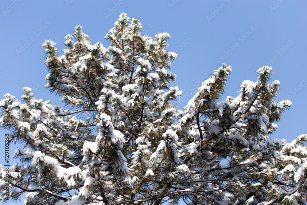 pine tree in the snow against the blue sky pine tree in the snow against the blue sky