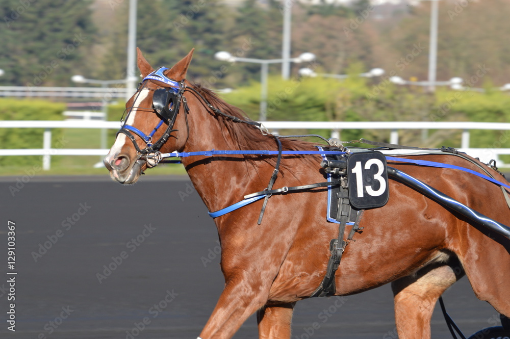 cheval de courses cheval de courses