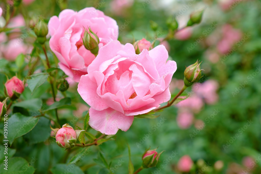 Naklejka premium Pink rose bush