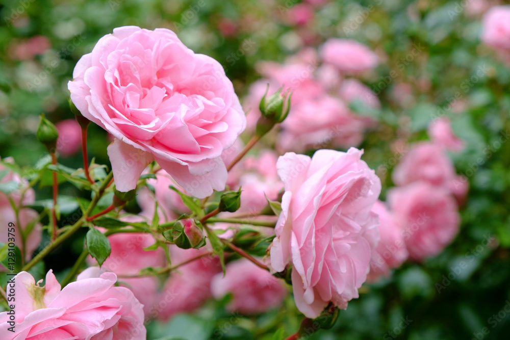 Naklejka premium Różowy krzew róży