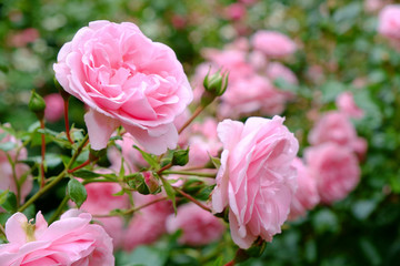 Poster Rozen Roze rozenstruik in bloei  © Andris Tkachenko