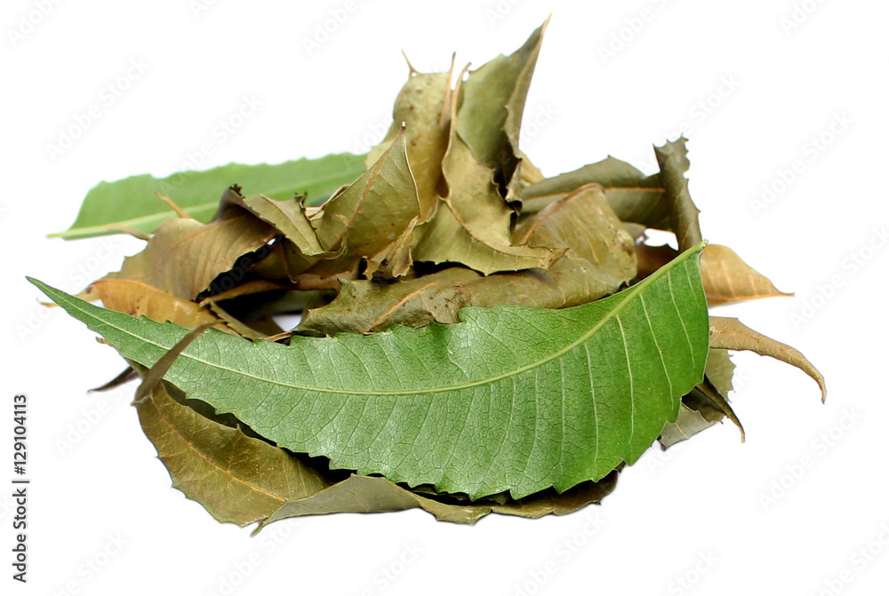 Fototapeta premium Medicinal Neem Leaves