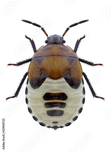 Bug Tritomegas sexmaculatus on a white background photo