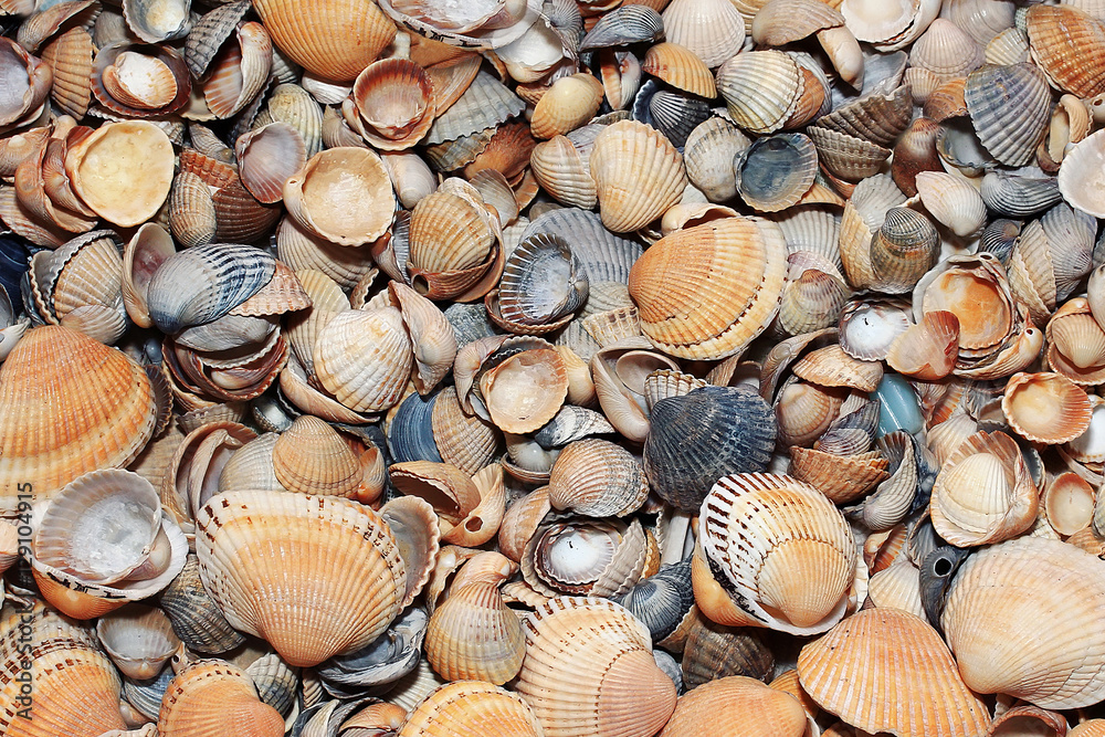 many different shape and color of sea shells
