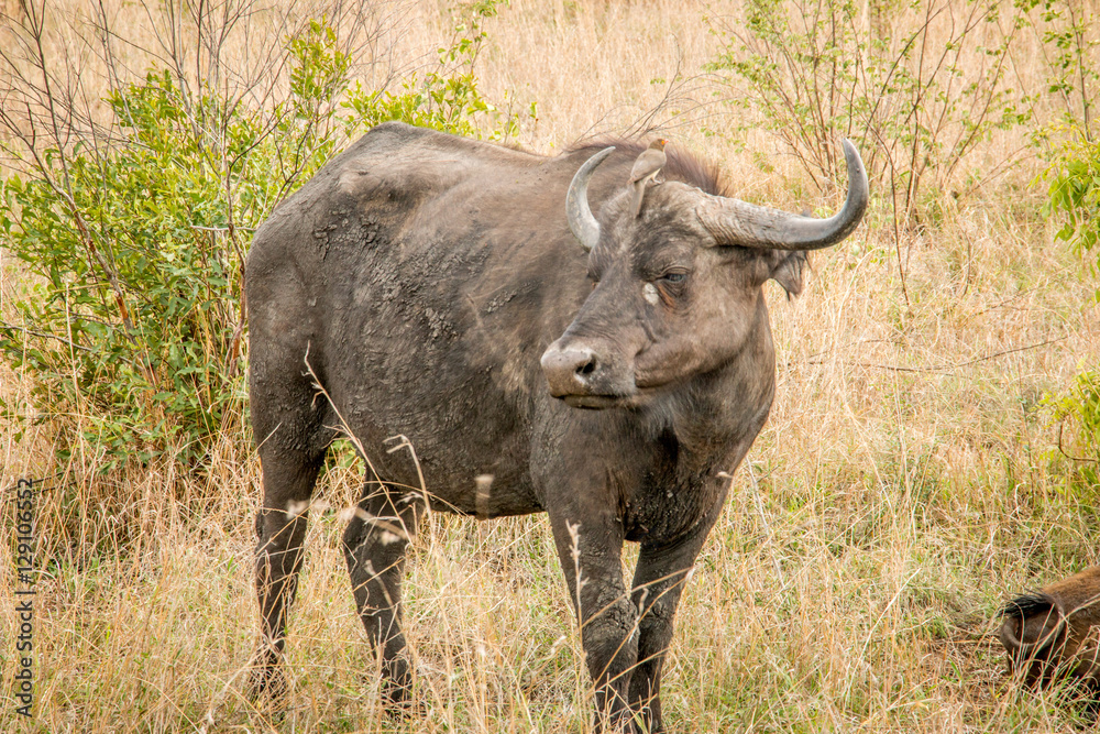 Starring Buffalo in the Kruger National Park, South Africa.