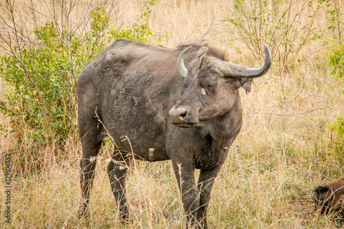 Starring Buffalo in the Kruger National Park, South Africa. © simoneemanphoto