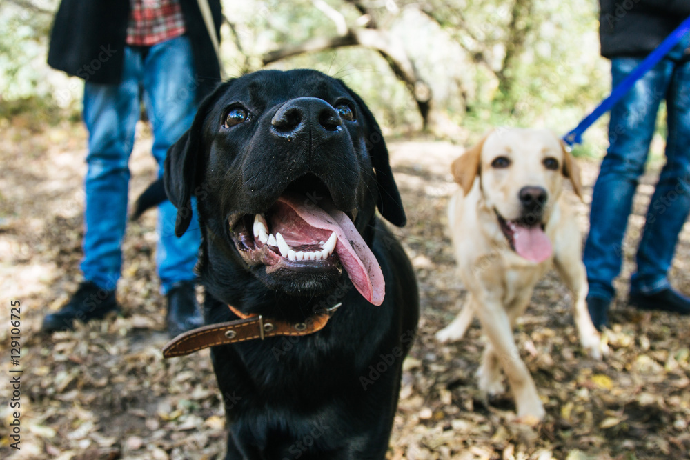 Obraz premium Golden and Labrador Retriever playing in the leaves