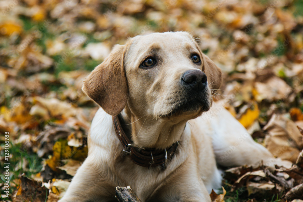 Young labrador is playing in the leaves in autumn