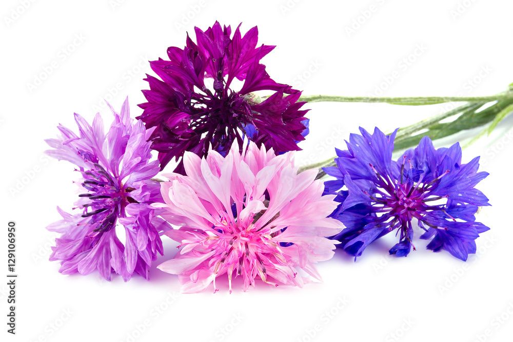 Bouquet of cornflowers Bouquet of cornflowers