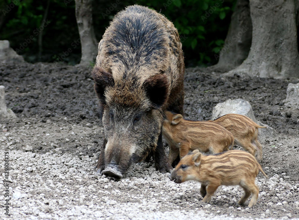 European Wild Boar (Sus scrofa) with two suckling piglets. European Wild Boar (Sus scrofa) with two suckling piglets.