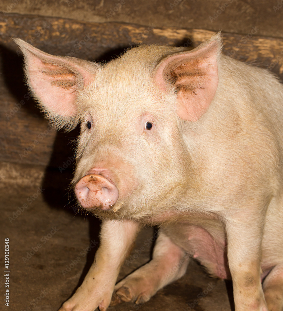 portrait of a pig farm portrait of a pig farm