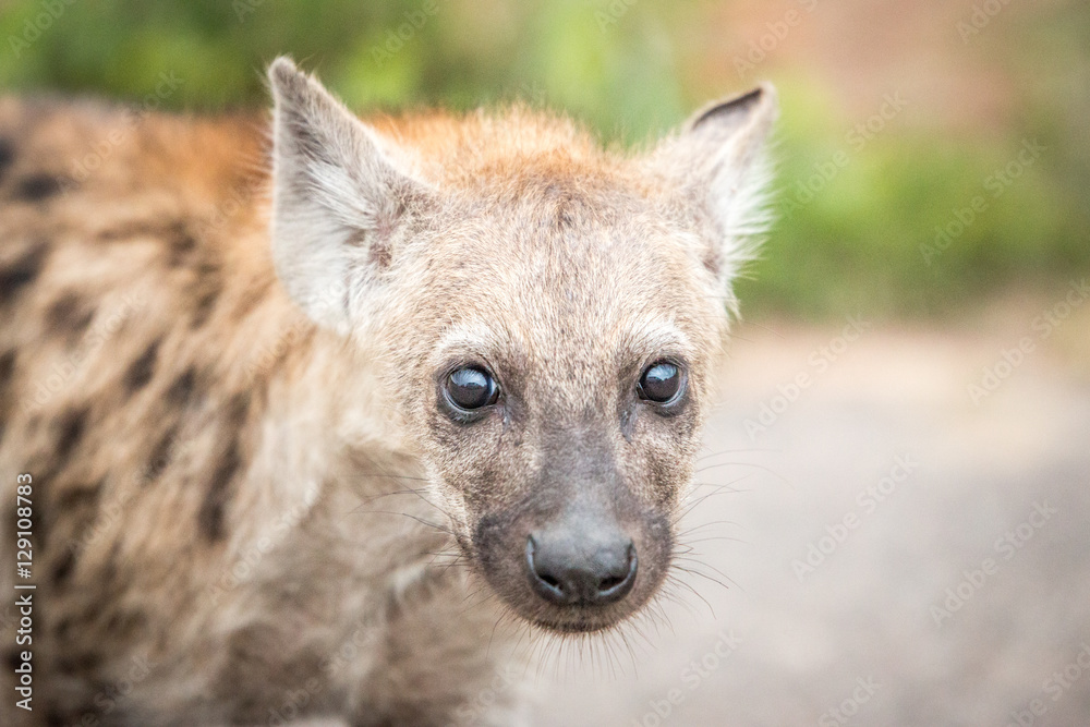 Young Spotted hyena in the Kruger National Park, South Africa. Young Spotted hyena in the Kruger National Park, South Africa.