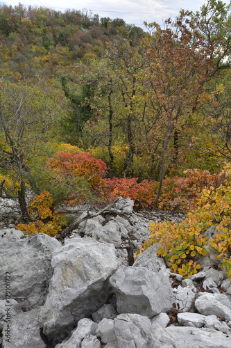 Autumn colours on display in the Carso karst limestone area of Friuli  near Aurisina in north east Italy.  