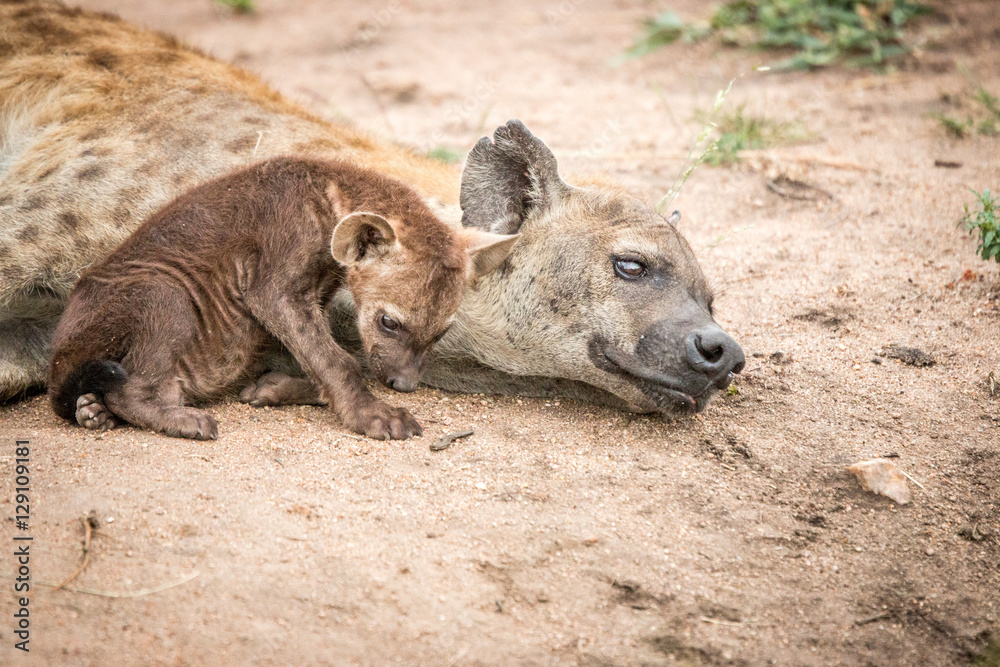 Bonding Spotted hyena in the Kruger National Park, South Africa. Bonding Spotted hyena in the Kruger National Park, South Africa.