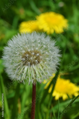 Dandelion wind blows flower