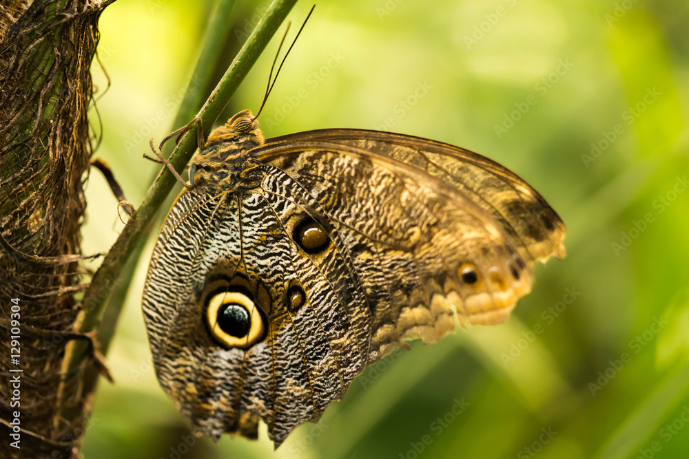 Obraz premium owl butterfly