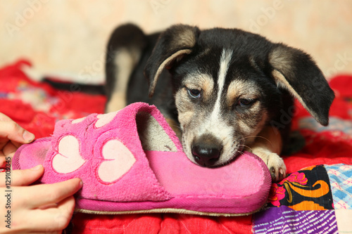 cute shepherd puppy on the bed with slippers photo