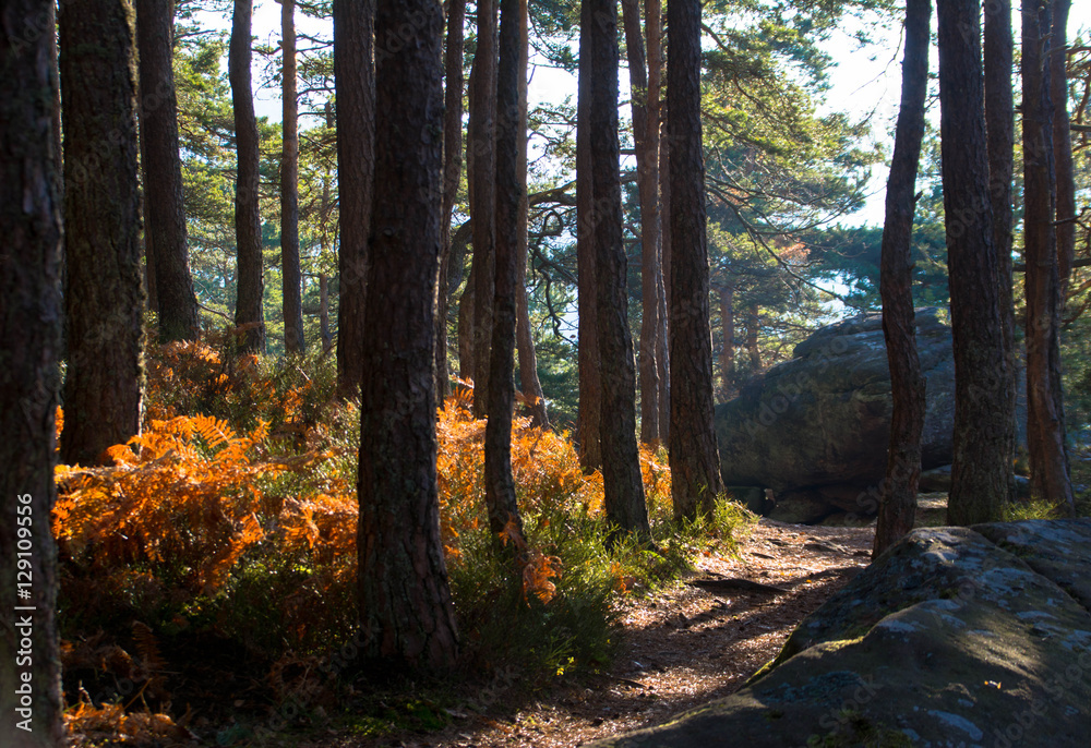 Obraz premium Wunderpfad