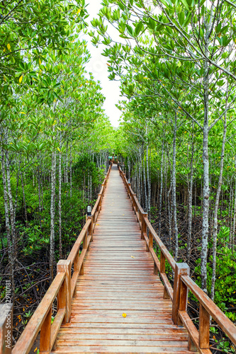 Thung Kha Bay Mangrove Forest. Wooden walkway. Chumphon, Thailand