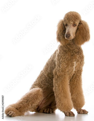 apricot standard poodle