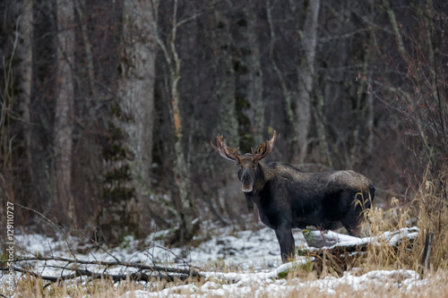 Young moose bull in the wilderness of Alaska