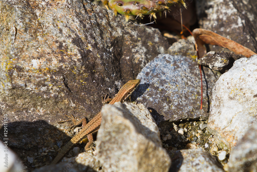 Little lizard on rock