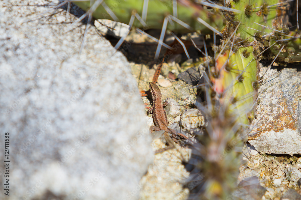 Little lizard on rock