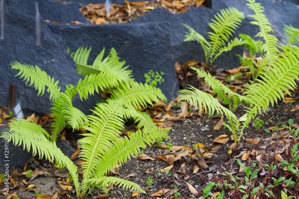 View of tree Ferns