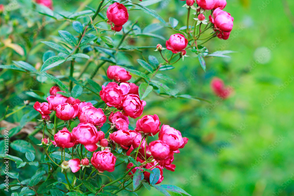 Lovely flowers blooming among green lush leaves