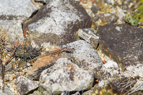 Obraz na płótnie Little lizard on rock w salonie