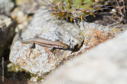 Obraz na płótnie Little lizard on rock w salonie