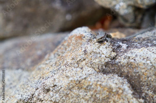Obraz na płótnie Little lizard on rock w salonie