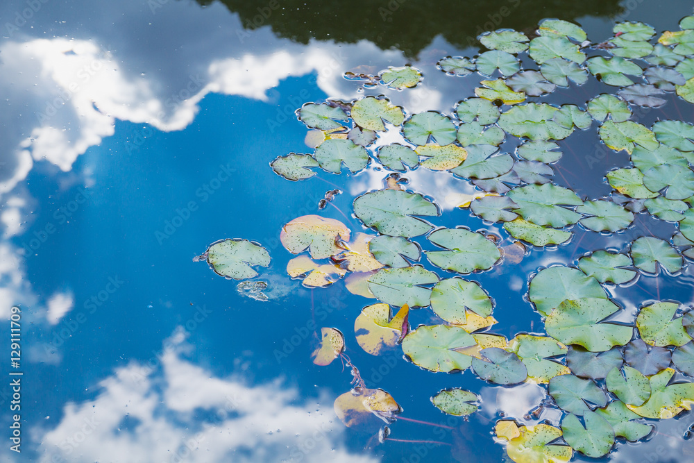 Waterlily pond with sky reflection