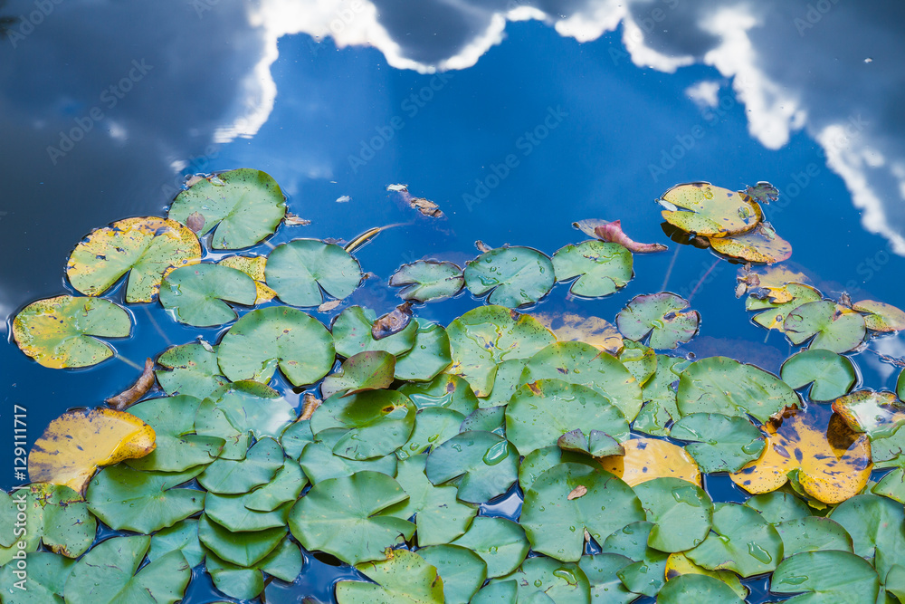 Waterlily pond with sky reflection