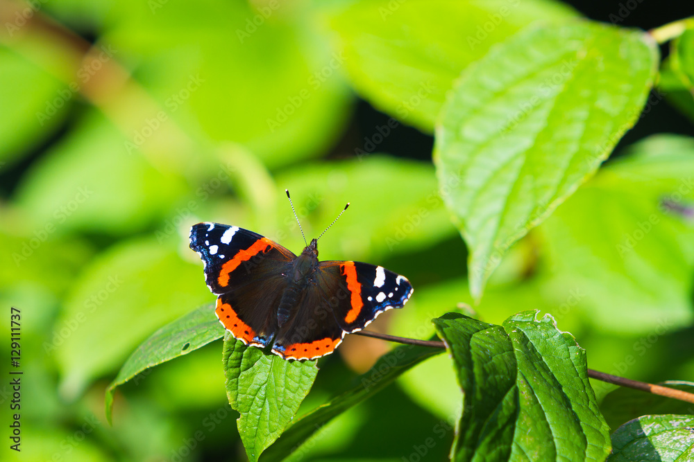 Beautiful butterfly on leaf in nature