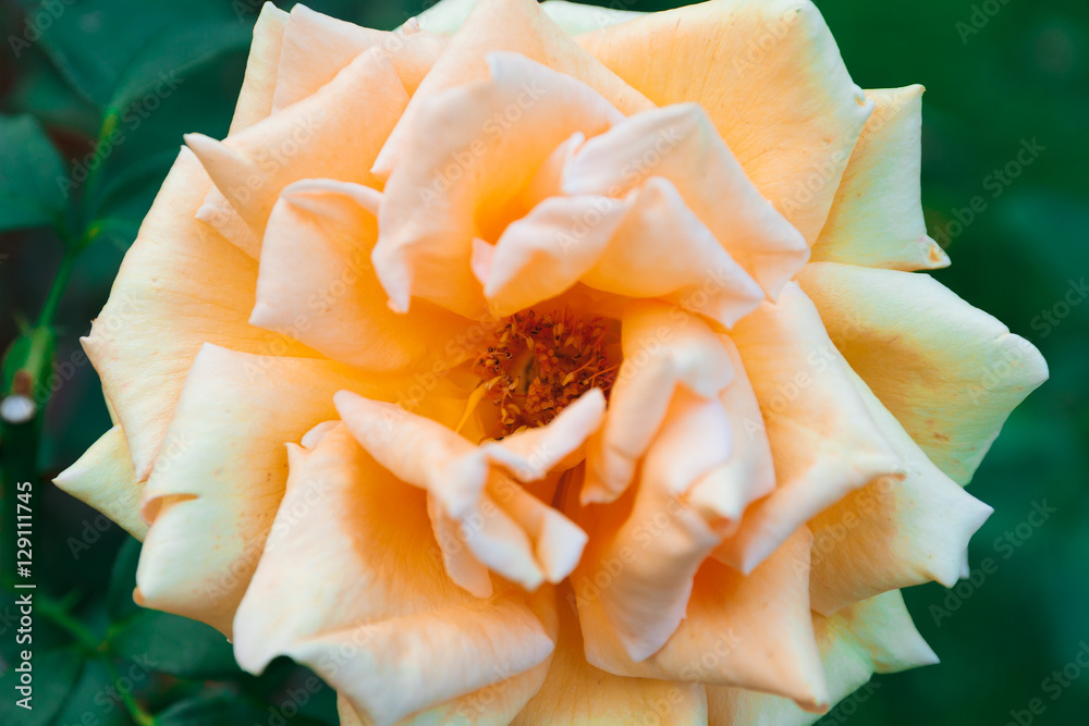 Lovely flower blooming among green lush leaves