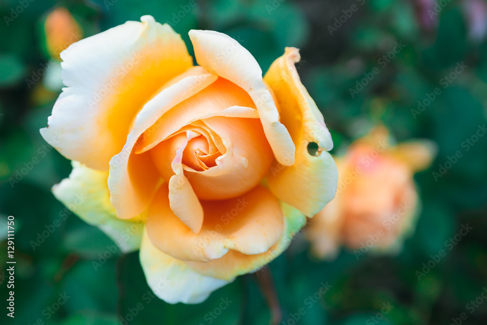 Lovely flower blooming among green lush leaves