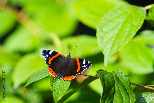 Obraz na płótnie Beautiful butterfly on leaf in nature w salonie