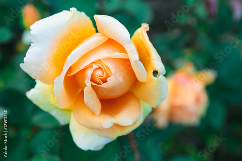 Lovely flower blooming among green lush leaves