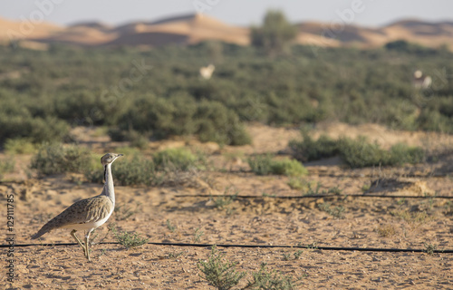 Obraz na plátne Houbara bustard (chlamydotis undulata) in a desert near dubai