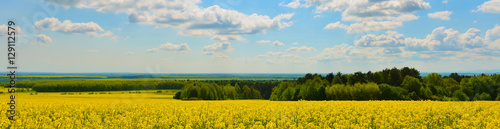 Field of rape in spring countryside