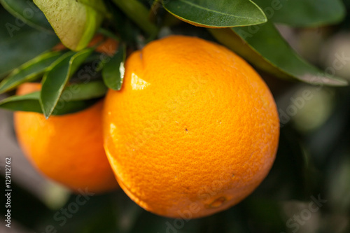 Bilde på lerret California organic oranges on tree branch Washington Navel oranges