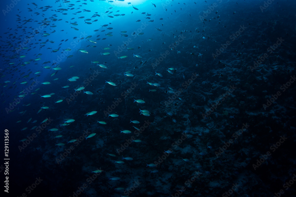 Obraz premium Tropical fishes