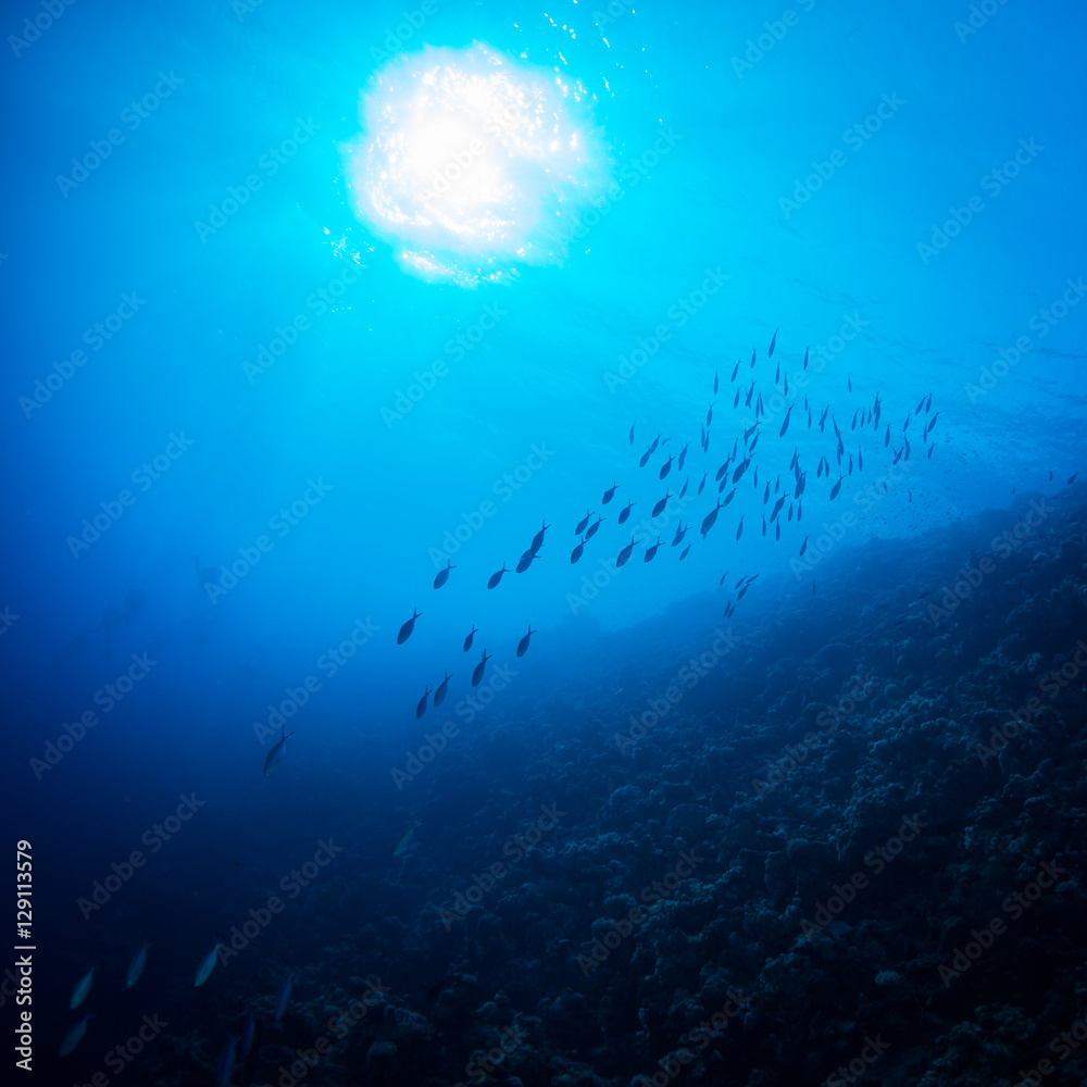 Naklejka premium Tropical fishes