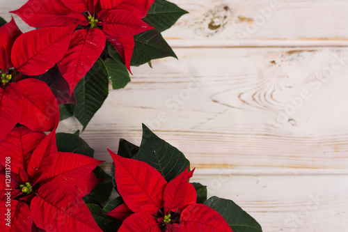 Fotografija Red star Christmas flower poinsettia on rustic wooden background