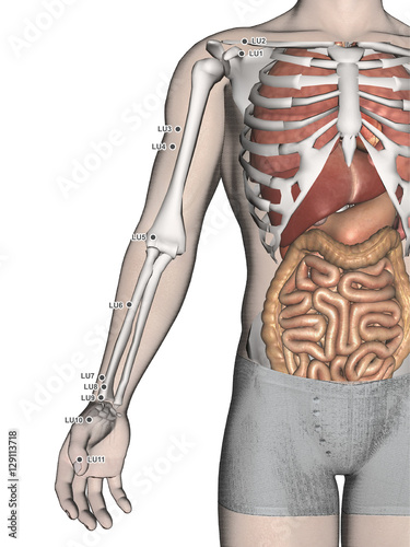 Lung Meridian (LU), 3D Illustration