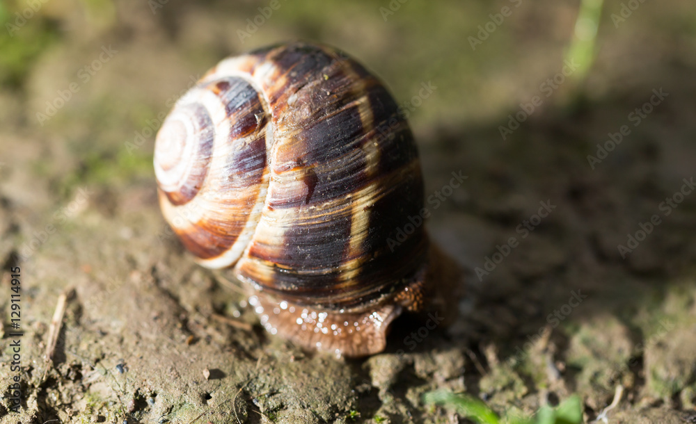 snail on the ground in nature snail on the ground in nature