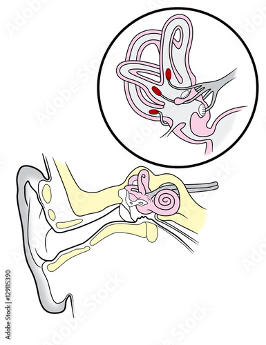 The structure of the vestibular system, The inner and outer ear section on a white background