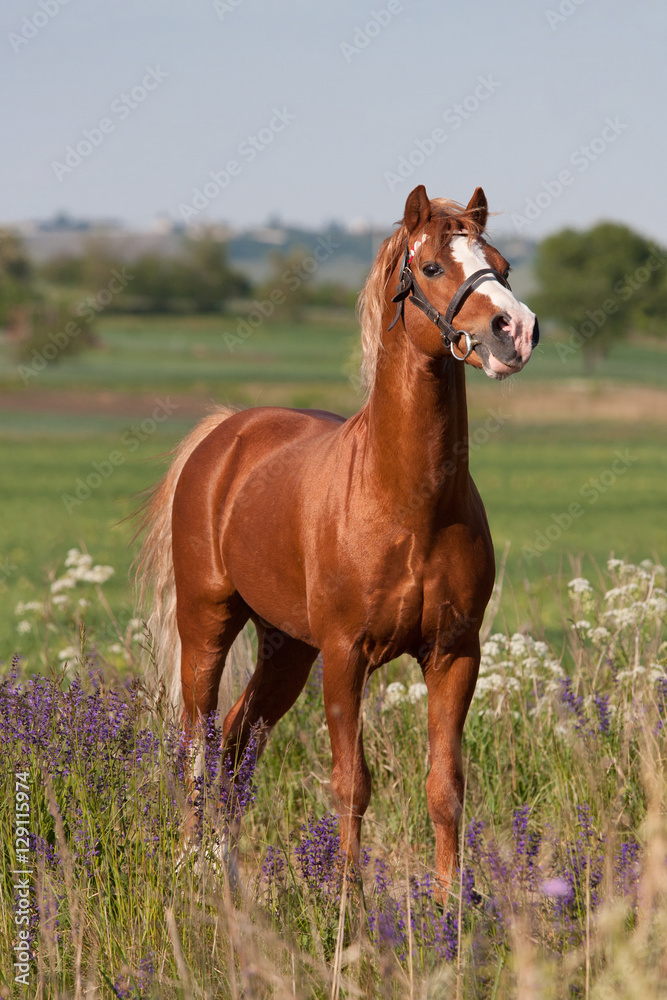Fototapeta premium Portrait of nice welsh pony